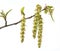 Common hornbeam, Carpinus betulus, blossoms