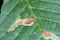 Common horse-chestnut Aesculus hippocastanum leaves damaged by horse-chestnut leaf miner Cameraria ohridella.