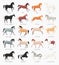 Common Horse Coat Colors