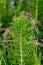 Common Horsetail