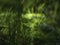 Common horsetail, Equisetum arvense, closeup