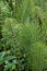 Common horsetail fern