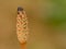 Common horsetail stem close up - Equisetum arvense