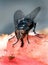 Common house fly feeding on rotting meat.