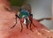 Common house fly feeding on rotting meat.