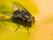 Common House Fly (Musca domestica)