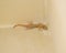 Common house gecko on a wall
