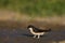 Common House Martin Delichon urbicum