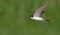 Common House Martin in very speedy flight with lifted wings and glean green background