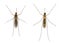 Common house mosquito - Culex pipiens