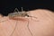 Common house mosquito (Culex pipiens)