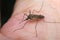 Common house mosquito (Culex pipiens)