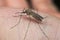 Common house mosquito (Culex pipiens)