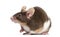 Common house mouse, Mus musculus,