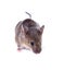 A Common house mouse (Mus musculus) sniffing on white background