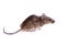 A Common house mouse (Mus musculus) sniffing on white background