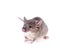 A Common house mouse (Mus musculus) on a white background