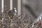 Common House Sparrow in a bush