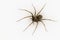 Common House Spider