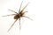 Common House Spider