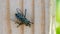 Common Housefly, closeup top view, on the wooden background.