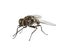 Common housefly , isolated