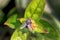 Common housefly macro