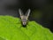 Common Housefly Sitting on Green Leaf