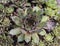 common houseleek or Hen and Chicks (Sempervivum Red Ace