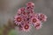 Common houseleek Sempervivum tectorum subsp. alpinum, reddish blooming