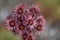 Common houseleek Sempervivum tectorum subsp. alpinum, reddish inflorescence