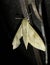 The common hunter hawkmoth - Theretra clotho