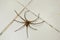 Common huntsman spider crawling on home tile floor