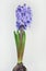 Common Hyacinth