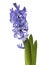 Common Hyacinth blossom closeup isolated