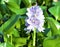 Common hyacinth flower.