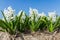 Common hyacinth flowers close up low angle of view with blue sky background