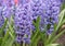 Common Hyacinth Hyacinthus Blue jacket, with deep blue flowers