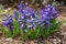 Common Hyacinth, Hyacinthus orientalis