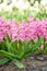 Common Hyacinth Hyacinthus Pink pearl, fuchsia-pink flowers