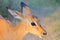 Common Impala - African Wildlife Background - Baby Animals