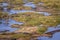 Common Impala in Kruger National park, South Africa