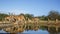 Common Impala in Kruger National park, South Africa