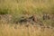 Common indian bengal monitor lizard basking in winter sunlight on sand mounds at grassland of tal chhapar