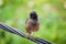 The Common Indian bird of dark brown color with yellow eye sitting on the cable wire. Myna or Indian Myna,Acridotheres tristis