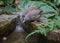 Common Indian birds Jungle Babbler pairs near a waterhole.