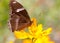 Common Indian Crow Butterflies.