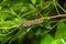 Common Indian crow caterpillar