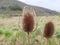 Common, indian or cut-leaf teasel, dipsacus savitus, brown thorny flower head standing on a cloudy day