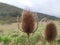Common, indian or cut-leaf teasel, dipsacus savitus, brown thorny flower head standing on a cloudy day